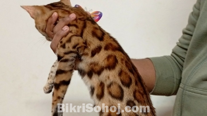 Bengal cat